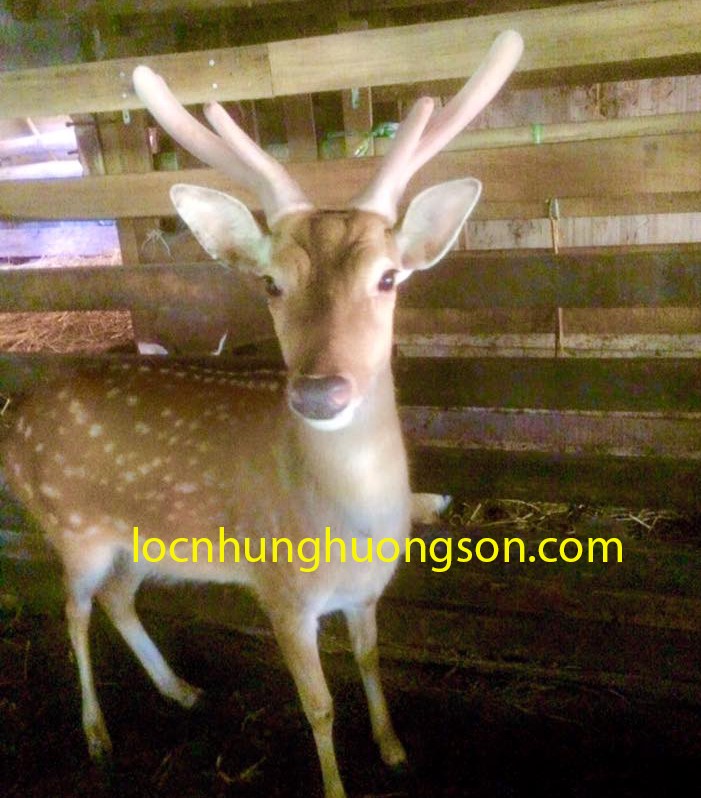 Nhung Hươu tươi đến cắt trực tiếp tại trại