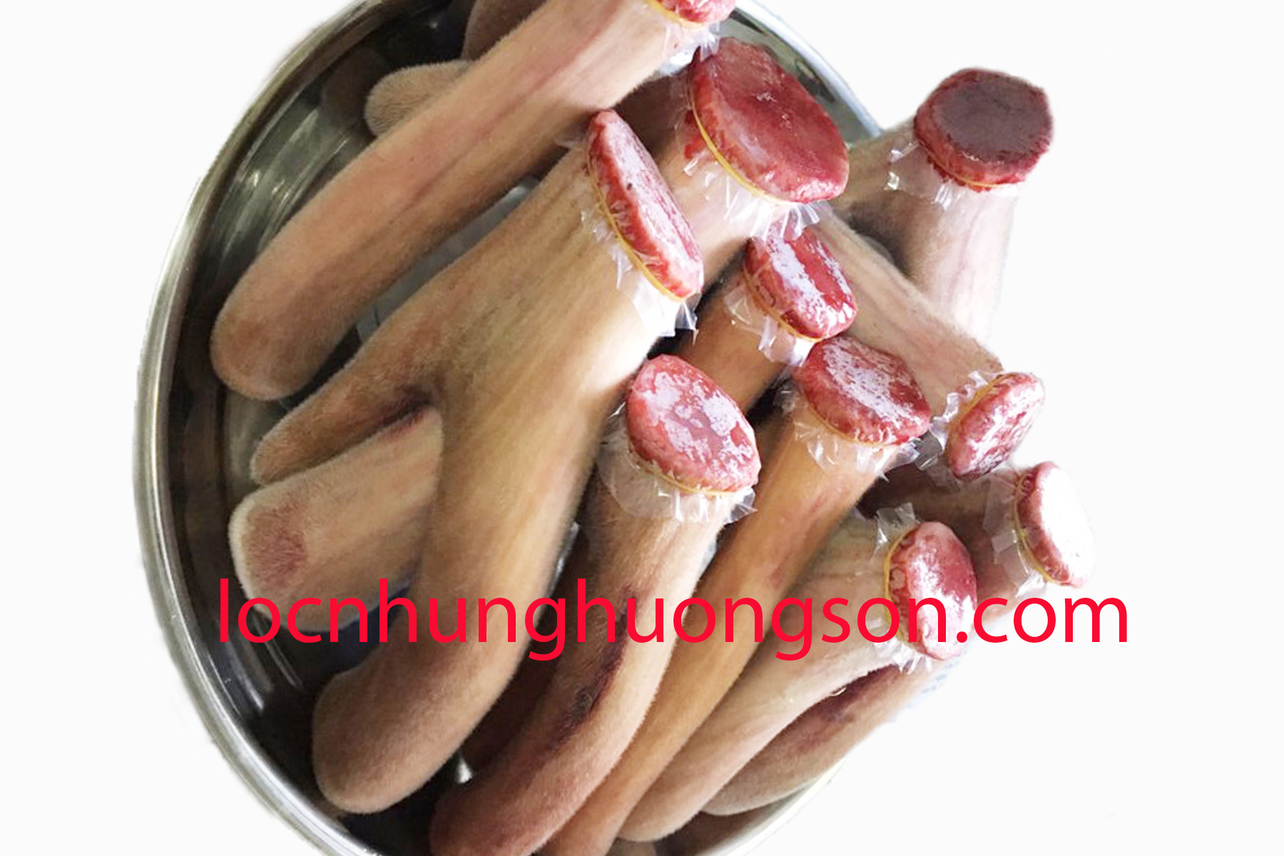 Nhung Hươu Tươi Nguyên Nhánh