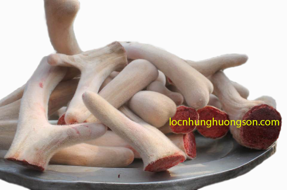 Nhung Hươu Tươi Nguyên Nhánh